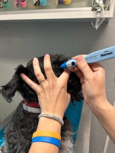 Oculista Veterinario a Venezia