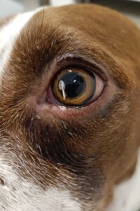 Cura degli Occhi per Cani a Rovigo - foto dell'occhio di un cane