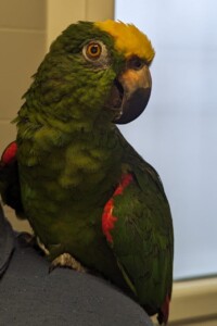Visite Oculistiche per Animali Non Convenzionali a Rovigo