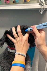 Oculista Veterinario a Venezia