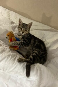 Oculista per gatti a Venezia