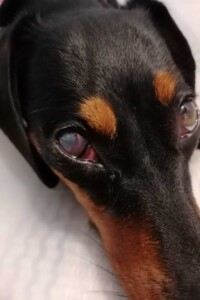 Visita Oculistica per Cani a Rovigo - foto del muso di un cane