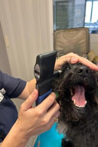 Oculista per cani a Venezia