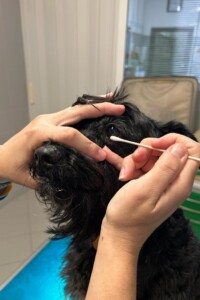 chirurgia oculare per animali a Venezia chirurgia oculare per animali a Venezia