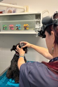 Visita oculistica per animali a Venezia